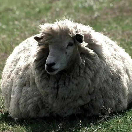 With 2 Bedrooms بيت للعطل